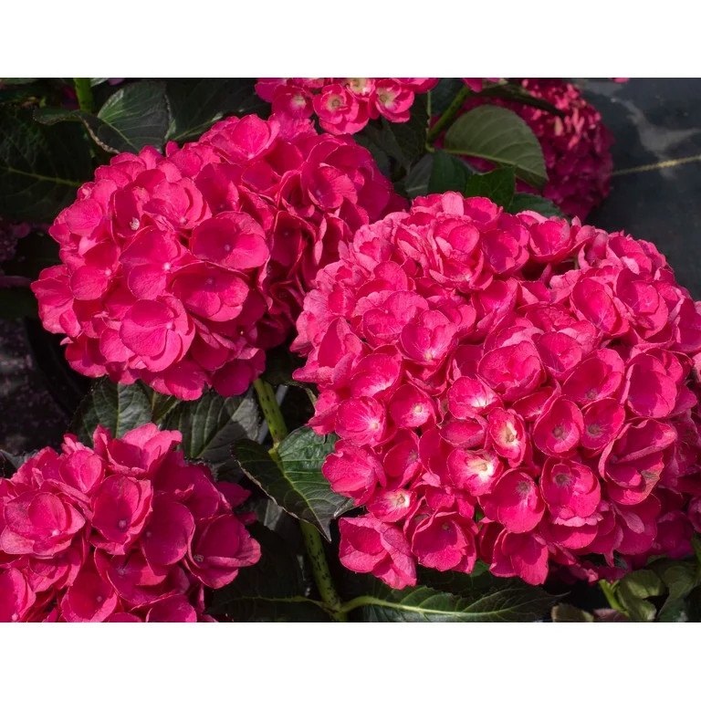EG 1.5G HYDRANGEA MULTI-COLORED | Walmart (US)