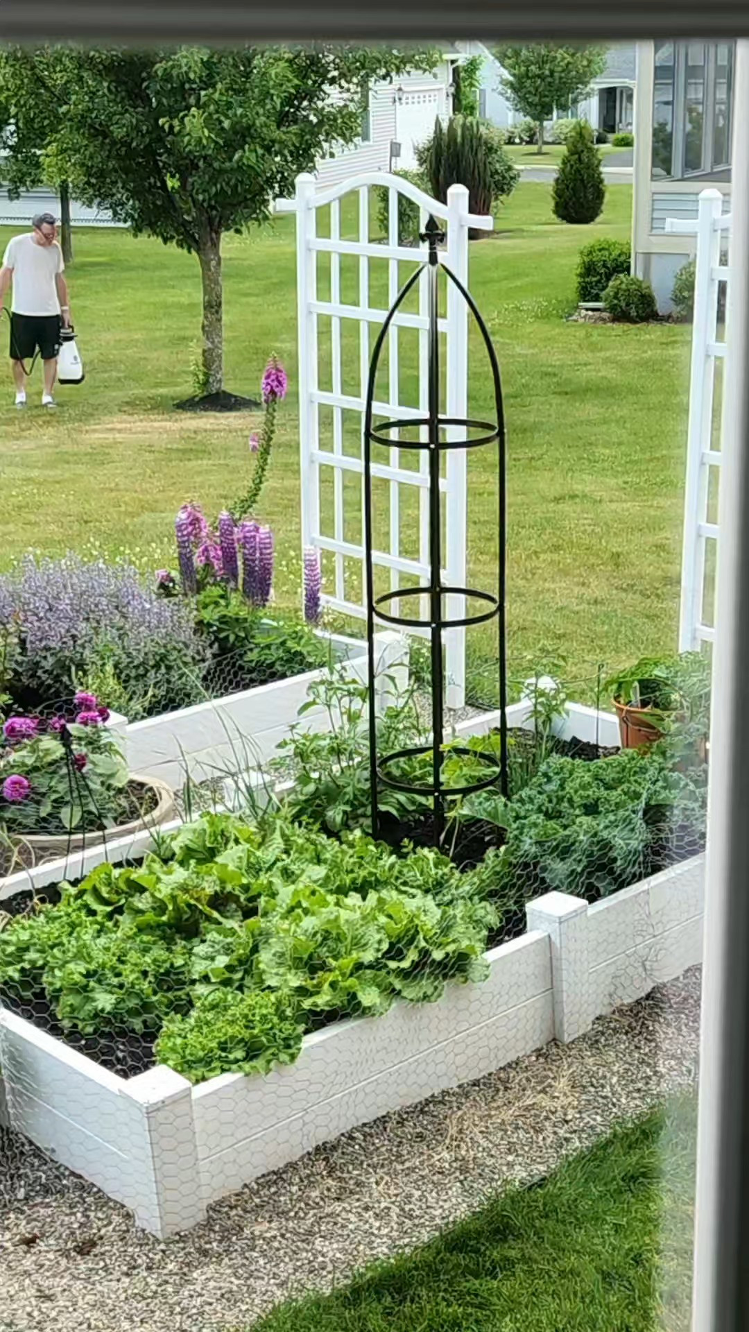 Add timeless charm to your garden with a classic obelisk trellis. Perfect for climbing roses, sweet peas, clematis, and cottage garden favorites, an obelisk adds height, structure, and European-inspired beauty to any flower bed or raised garden. This is one of my favorite ways to create that collected English cottage garden look while supporting healthy plant growth. 🌿✨#LTKHome #GardenDecor #GardenObelisk #CottageGarden #EnglishGarden

#LTKSeasonal #LTKHome