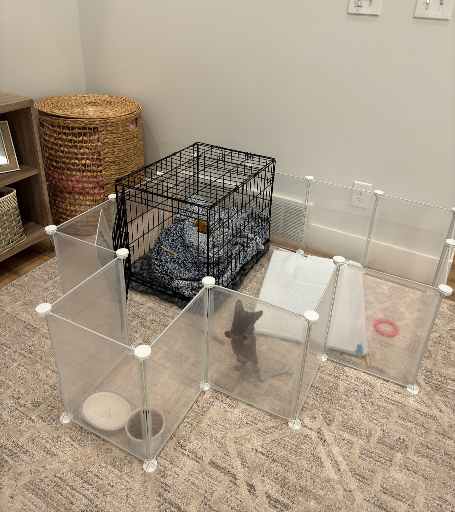 Remi’s crate + play pen setup!💙