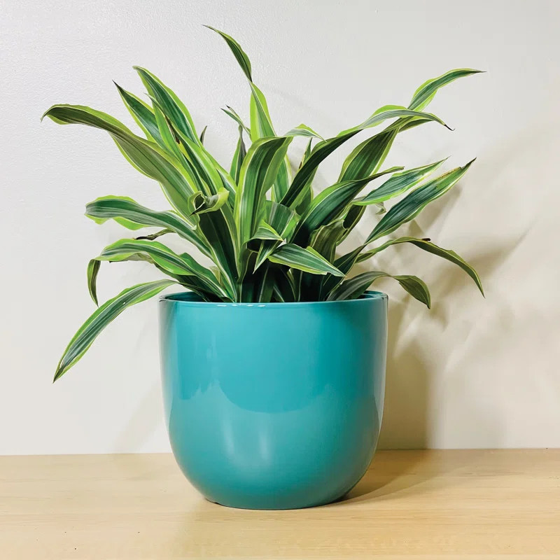 The Mug Planter | Wayfair North America