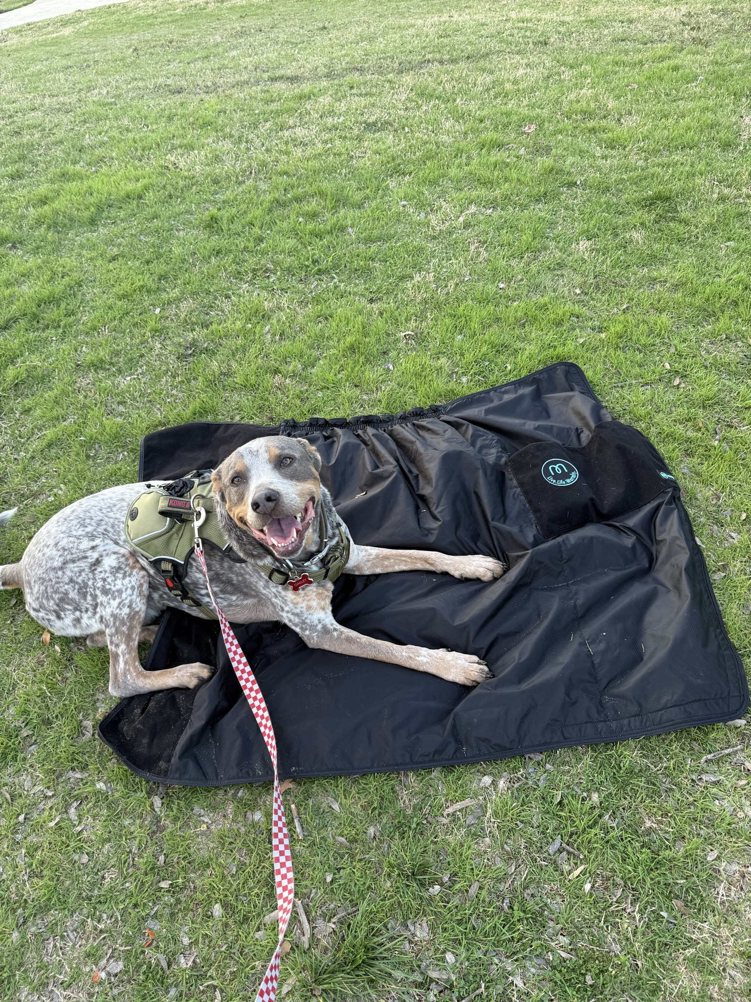 Mozy wearable thermal wrap 

#LTKgrwm #LTKFestival #LTKSeasonal