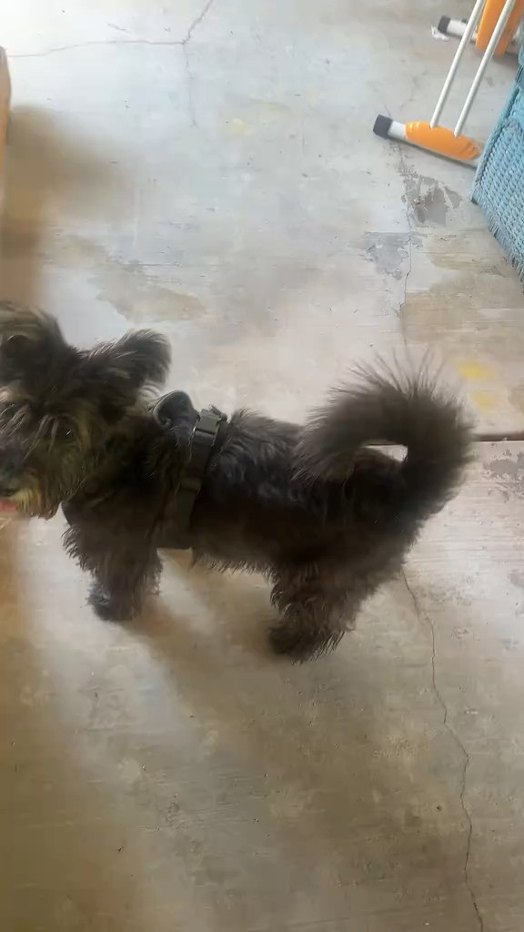 Loving this interactive dog toy — keeps my pup busy, happy, and entertained. Get yours now on LTK! 

 #LTKSeasonal #LTKU #LTKHome