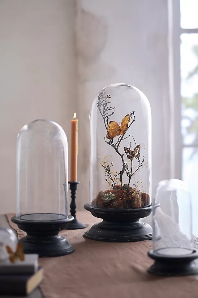 Glass Cloche with Distressed Wood Pedestal Base in Black, Size: Small at Terrain | Terrain