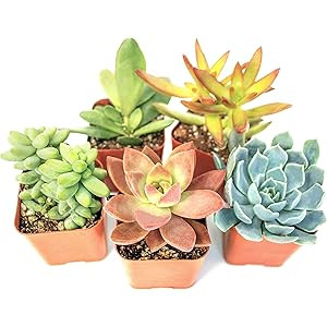 Succulent Plants (5 Pack), Fully Rooted in Planter Pots with Soil - Real Live Potted Succulents /... | Amazon (US)