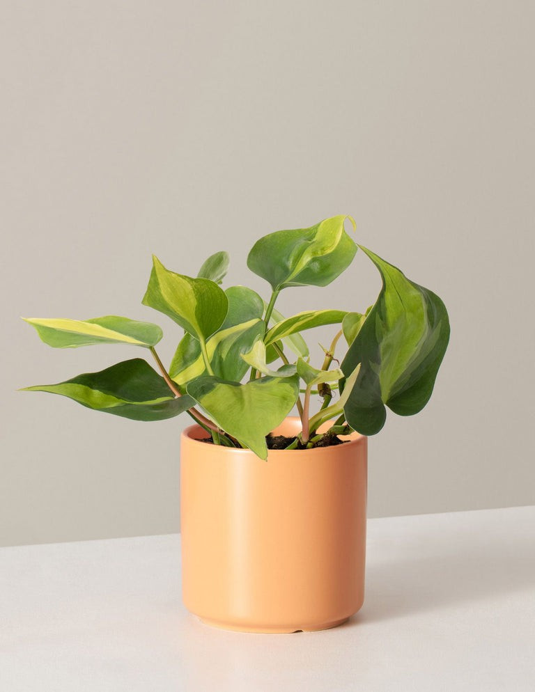 Philodendron Brasil | The Sill