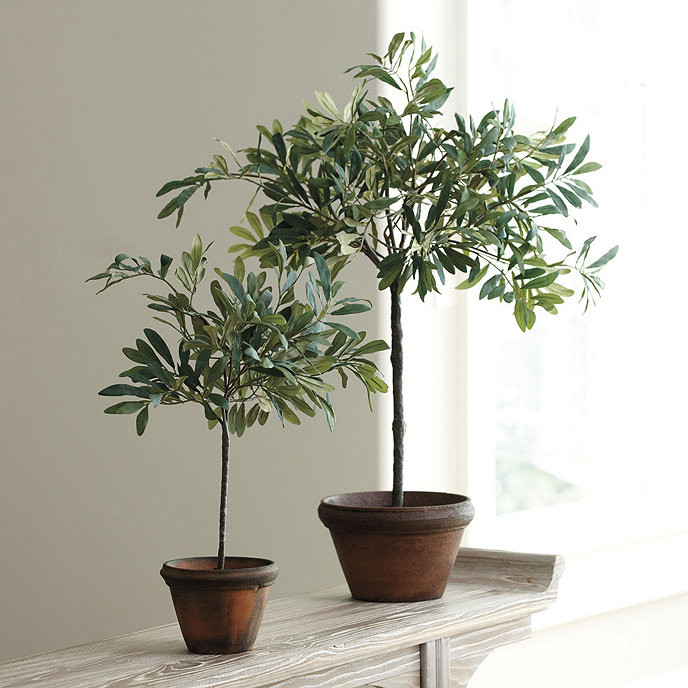 Olive Topiary | Ballard Designs, Inc.