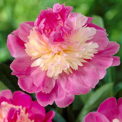 Peonies Gay Paree Set of 3 Roots | HSN