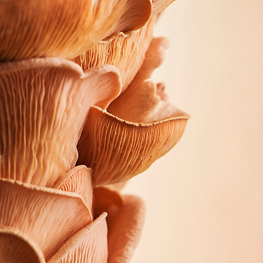 Mushroom Grow Kit, Pink Oyster | Terrain