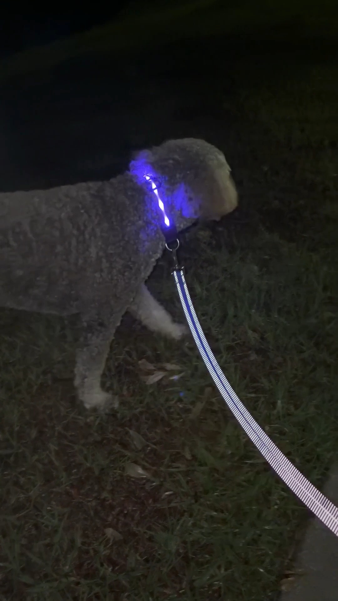 Light up dog collar and reflective leash

#LTKdayinmylife #LTKActive