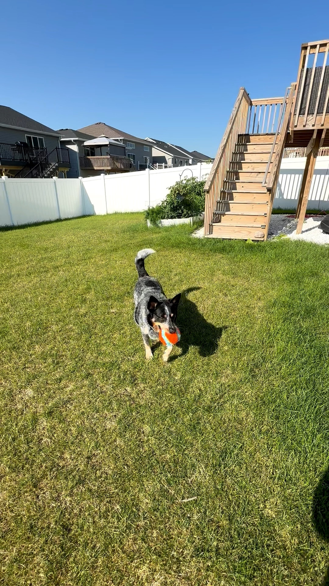 If you have a destructor dog, Chuck It’s are a life saver 🛟🐶

#LTKHome #LTKPets