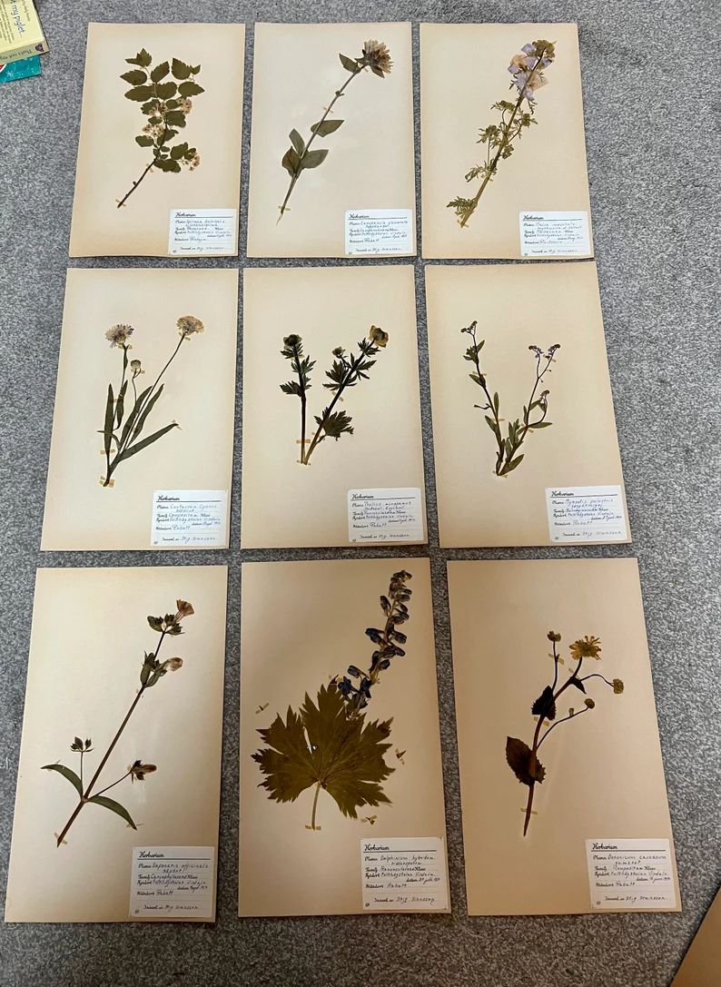Beautiful set of 9 antique Swedish herbariums | Etsy (US)