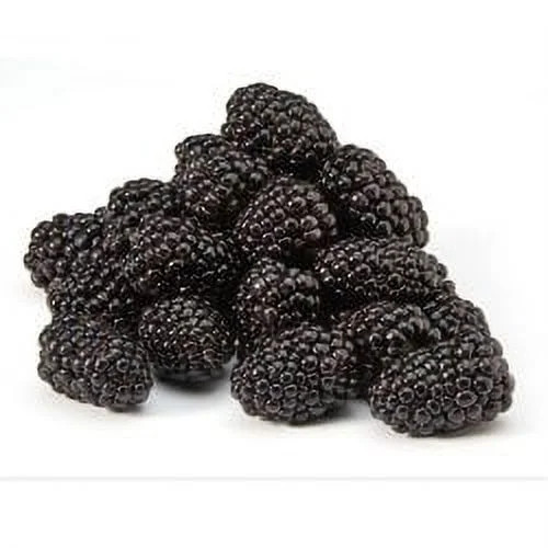 Fresh Field Packed  Blackberries, 12 oz Container | Walmart (US)
