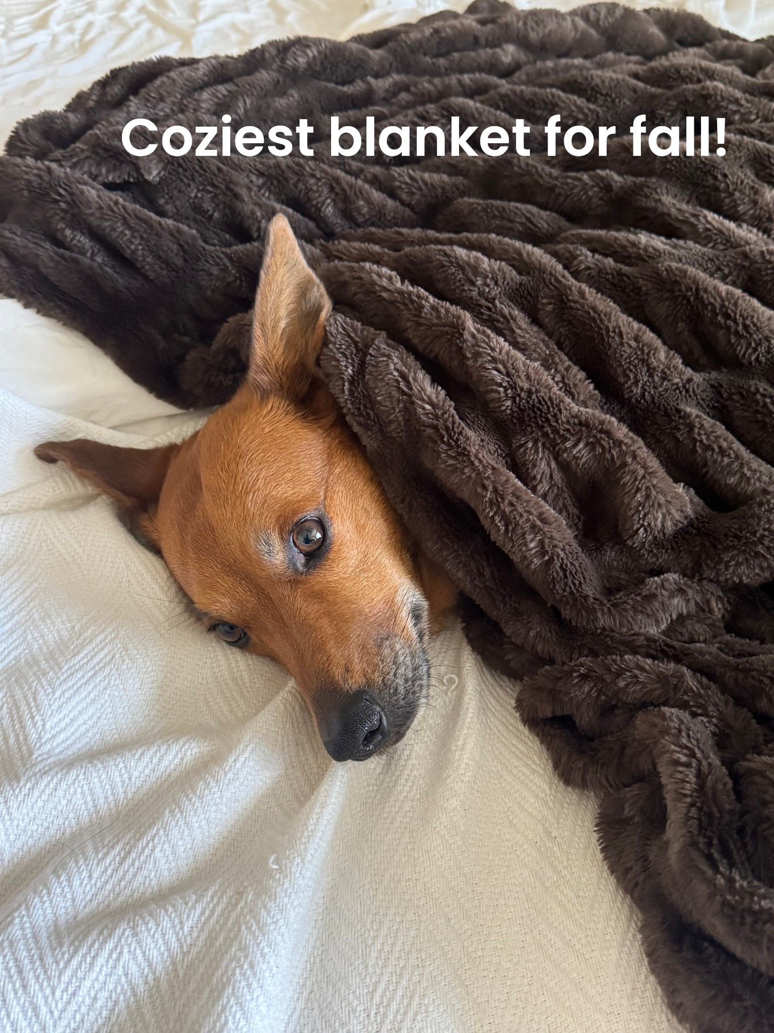 Literally my favorite luxurious for less blanket! It’s Amazon but feels like a designer showroom double the price. 

#LTKFindsUnder100 #LTKHome #LTKHoliday