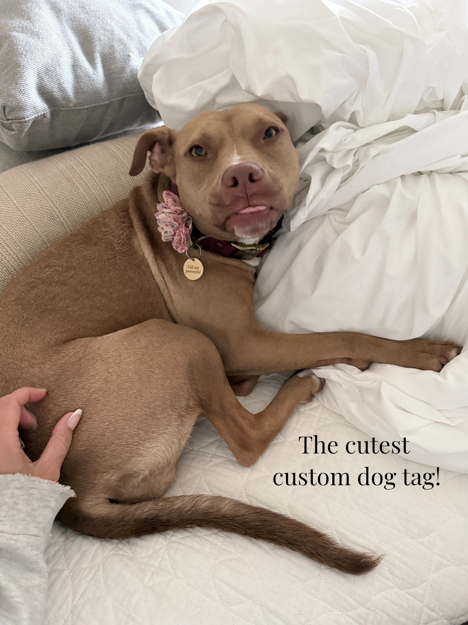 Love Sunny’s new ID tag for her collar. Add your pet’s name, your info and a design 

#LTKmomlife #LTKHome