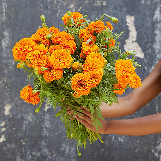 Marigold Bouquet | Terrain