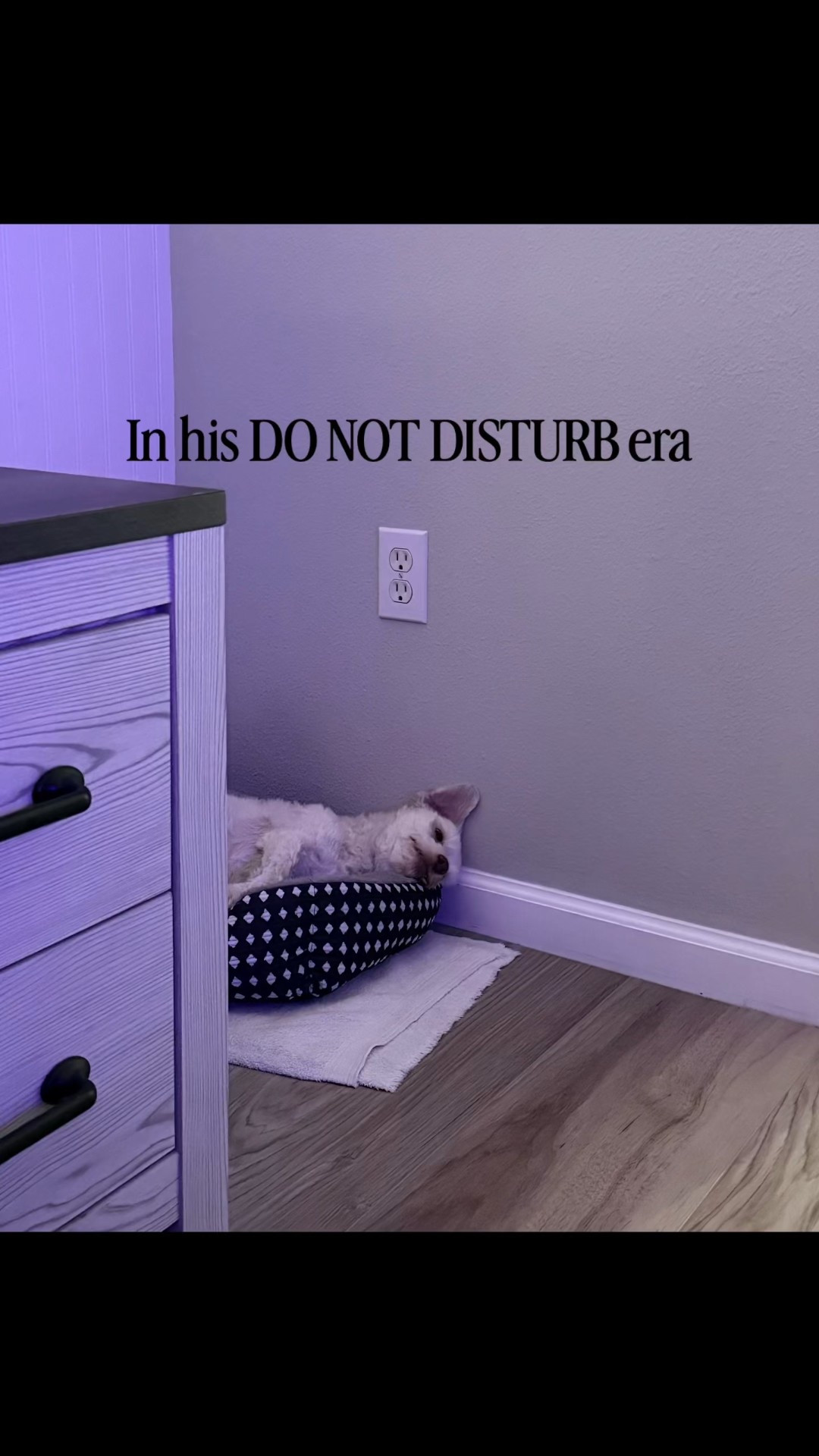 We’re embracing cozy corners and comfy textures around here — even the dog is on board.

#petfriendlyfinds #dogbed #petparents #cozypets #petapproved #homevibes #softlife #homestyle #LTKfinds #petmom

#LTKdayinmylife #LTKHome #LTKmomlife