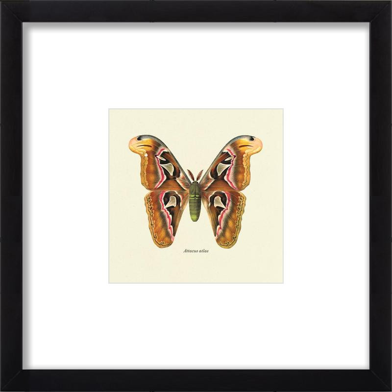 Attacus Atlas - Moth Study | Artfully Walls