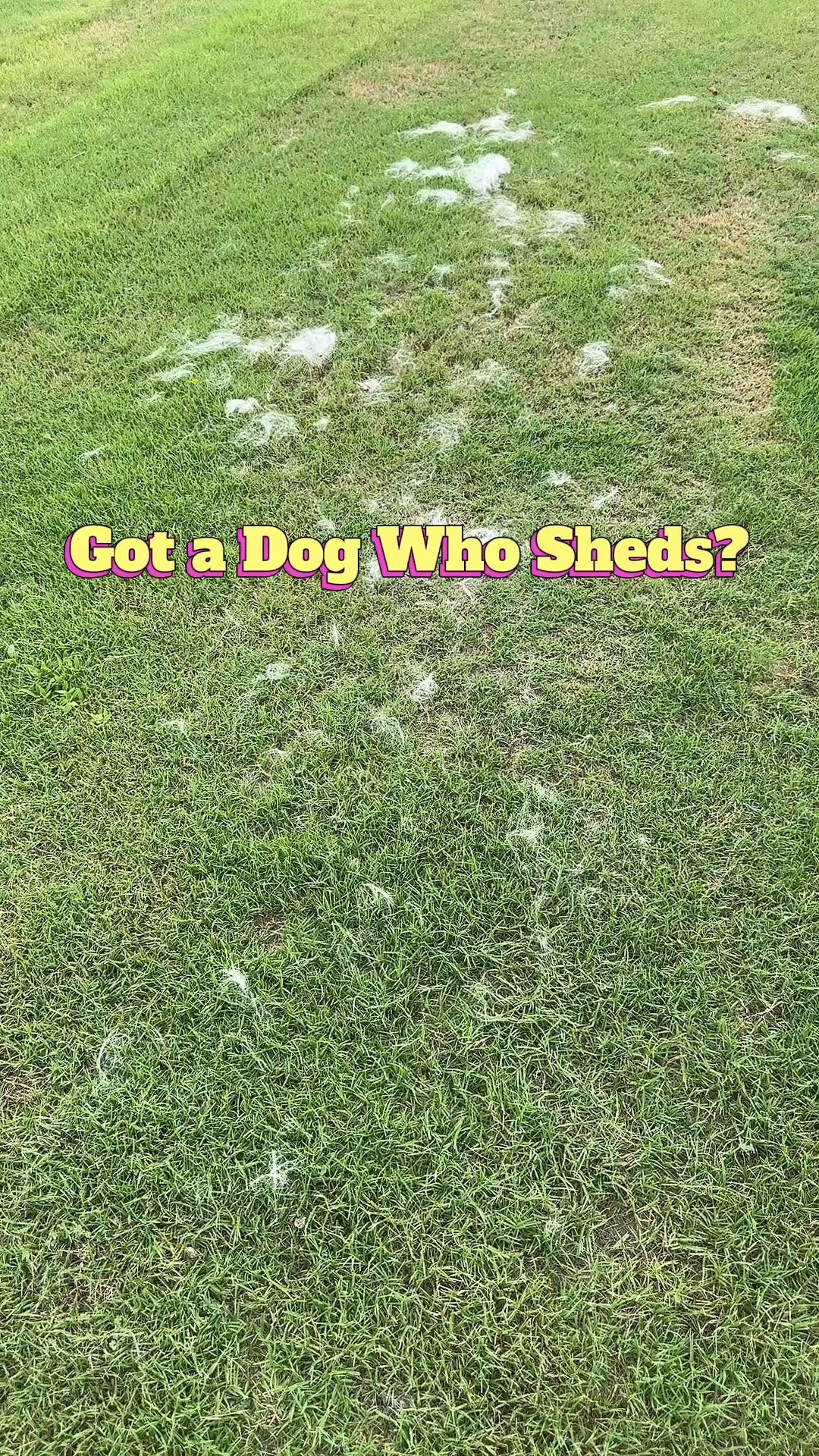 Got a dog who sheds?  This brush is incredibly effective & highly satisfying. Small enough to carry along for walks.  #sheddingdog #desheddingbrush #dogmom #doggrooming #dogbrush

#LTKmomlife #LTKstorytime