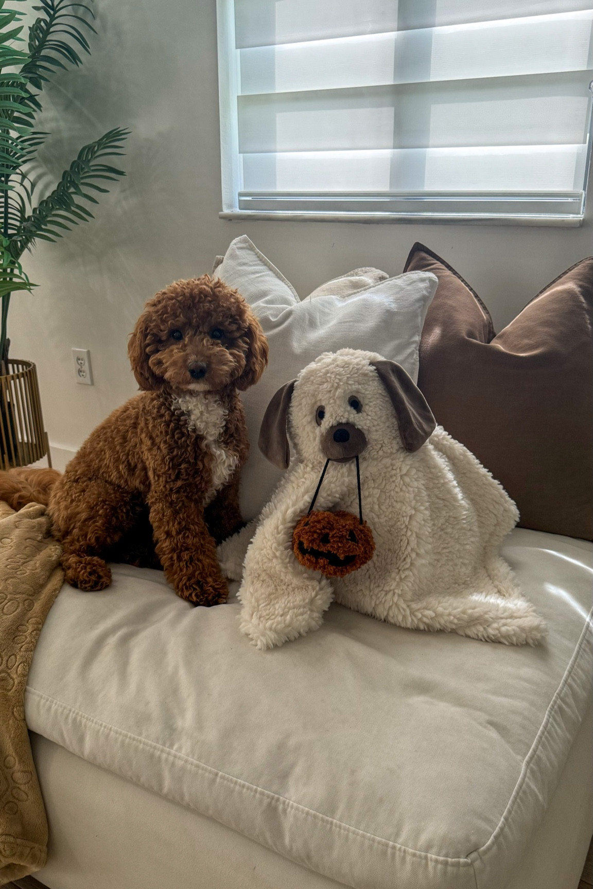 The dog Halloween pillow is the cutest thing ever 🫶🏼 

#LTKHome #LTKFallSale #LTKFamily