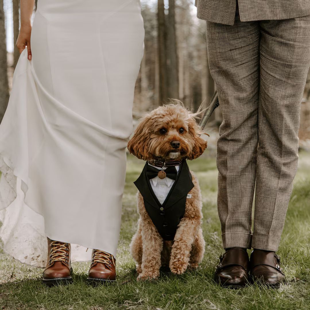 Ready to Ship - Black Dog Suit, Dog Wedding Attire ,Dog Ring Bearer , Dog Tuxedo, Dog Suit Harnes... | Etsy (US)