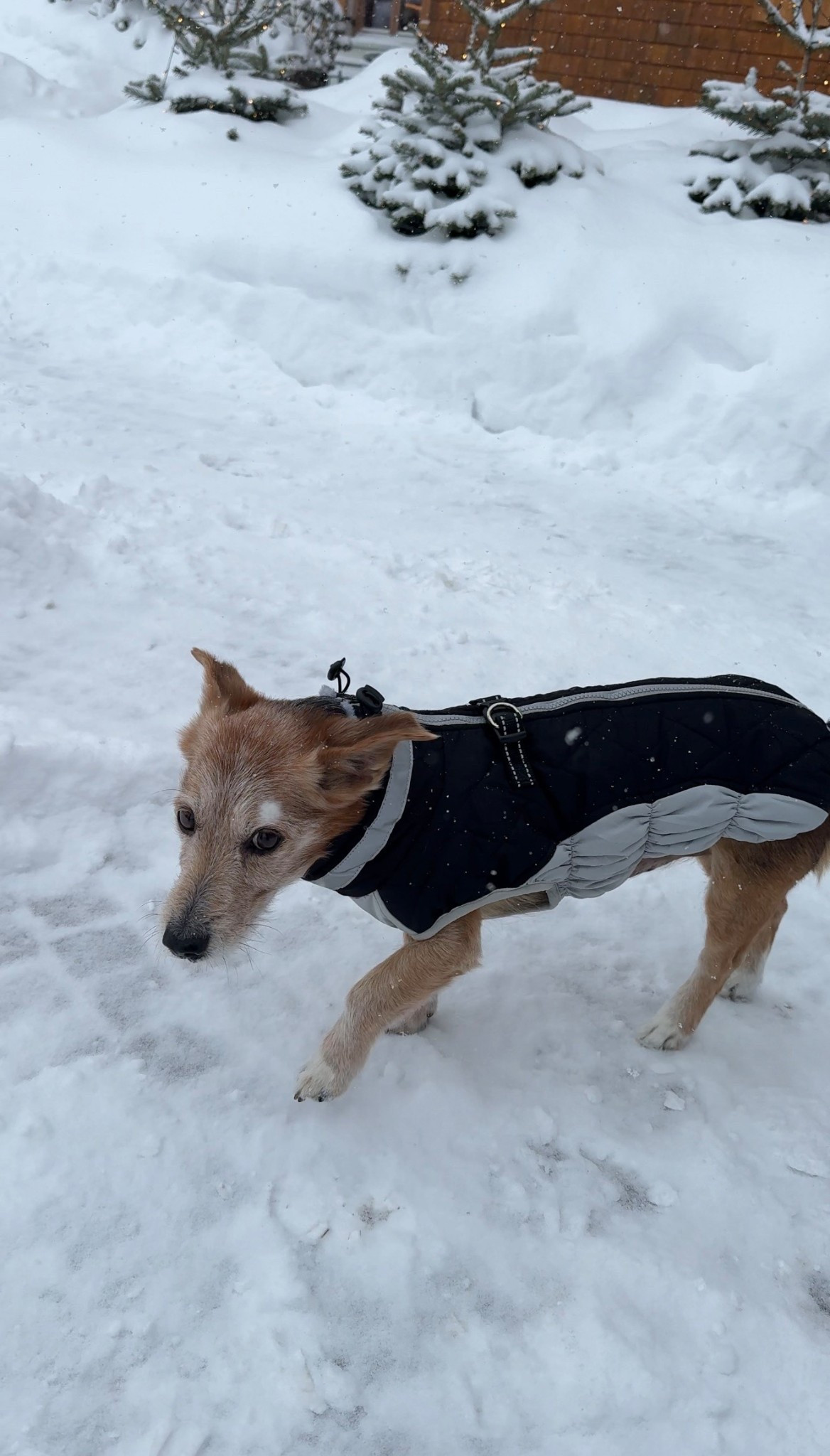 Dog coat. The perfect coat for your dog that will keep him or her warm during cold days 🫶🏼

#LTKeurope #LTKstyletip #LTKdeutschland