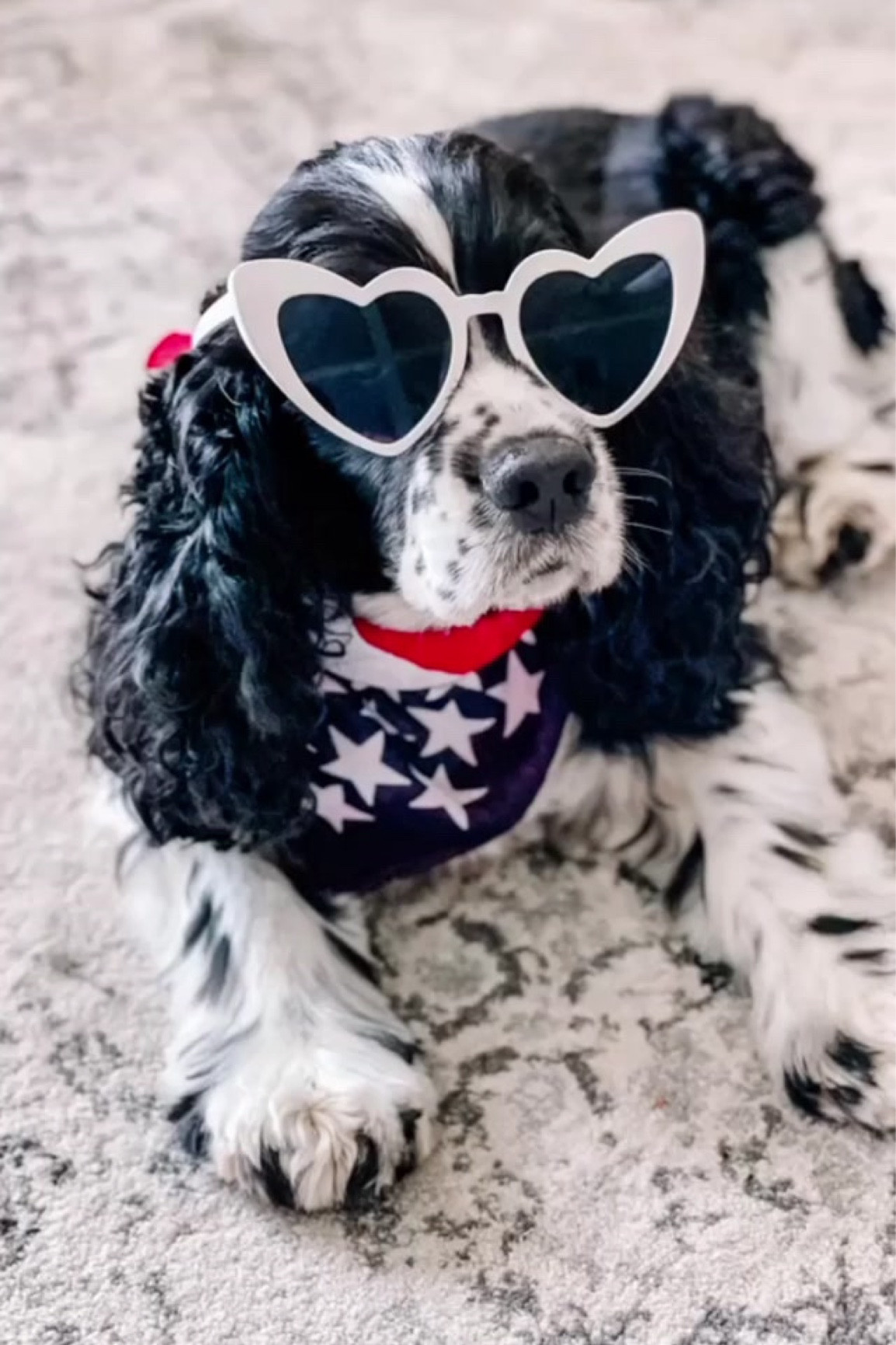 Happy 4th on behalf of Romeo ❤️ The bestest boy and the coolest doggie that ever did live! ❤️🤍💙 #dogmom #july4th #dogscarf #furbaby