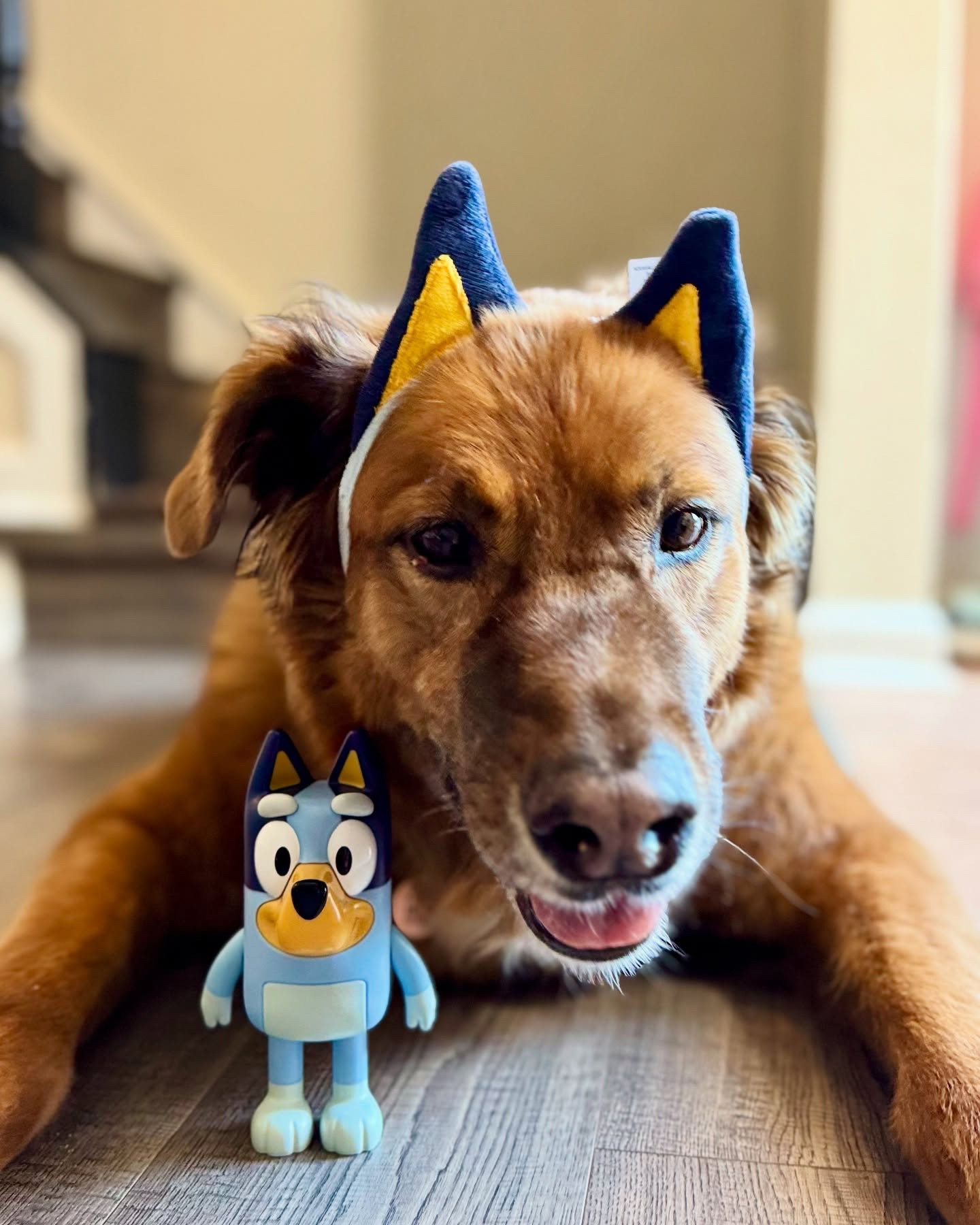 Bluey’s bringing the ultimate giggles to our spring adventures—just ask Sofia and our pup Angelo! 

From Easter baskets to family game night, the Bluey Hide & Seek Game is a must-have for kids who love interactive play and surprises. #ad

Perfect for playdates, travel fun, or adding a little Bluey magic to your Easter gifts.

Available now at major toy retailers—just press her nose and let the hiding begin!

@moosetoys @renbeanie 

#MooseToys #BlueyGame
#BlueyHideandSeek #FamilyGameNight #EasterGifts #PreschoolToys #KidsGames #PlaydateFun #DogLovesBluey

#LTKKids #LTKFindsUnder50 #LTKFamily