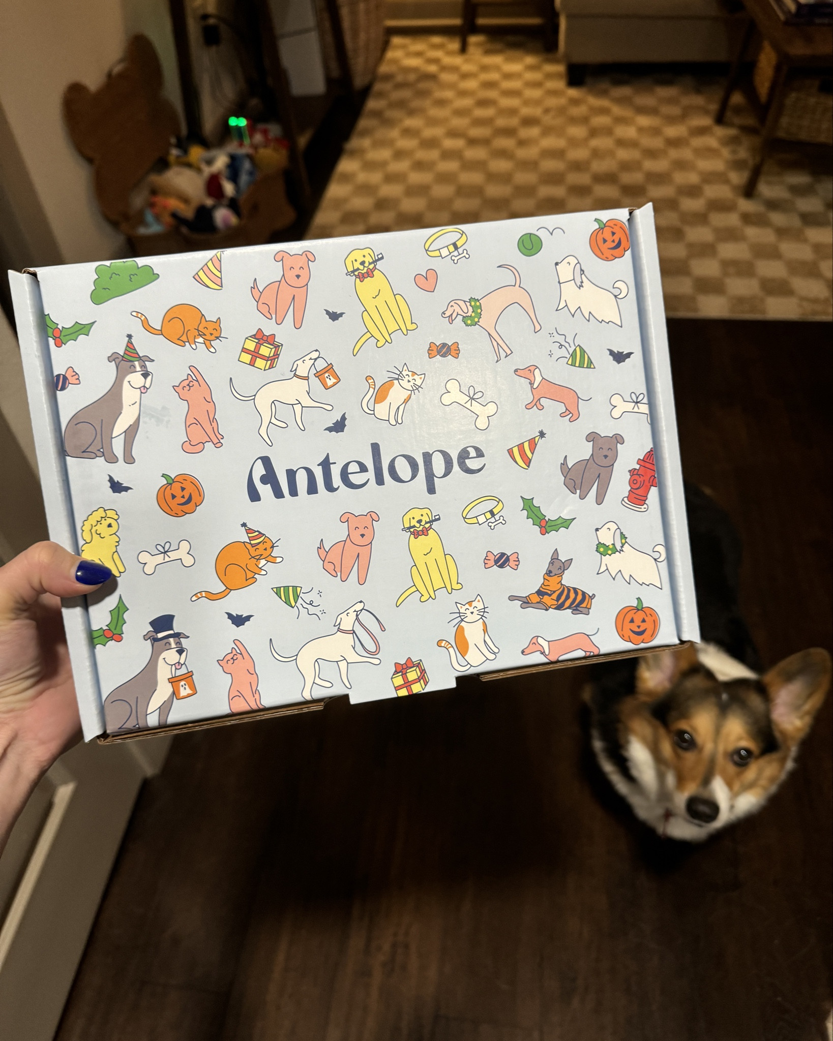 Halloween Antelope Box from Chewy.com 🐶🎃👻 how cute is the little box design? 

#LTKHalloween #LTKFindsUnder50 #LTKSeasonal