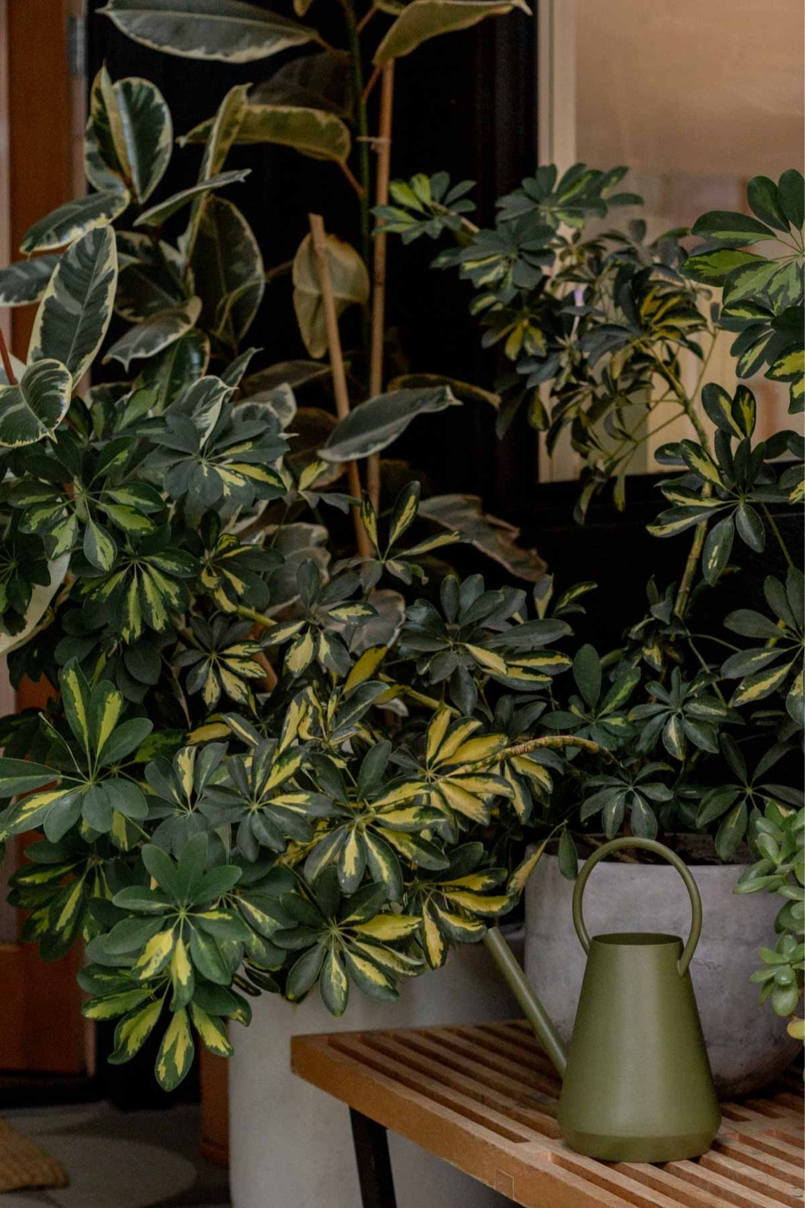 My plants have never been greener! Speaking of green… I love this watering can from Bed Bath and Beyond. Would be a great gift for a gardener or green thumb. Under $50!

#LTKhome #LTKGiftGuide #LTKfindsunder50