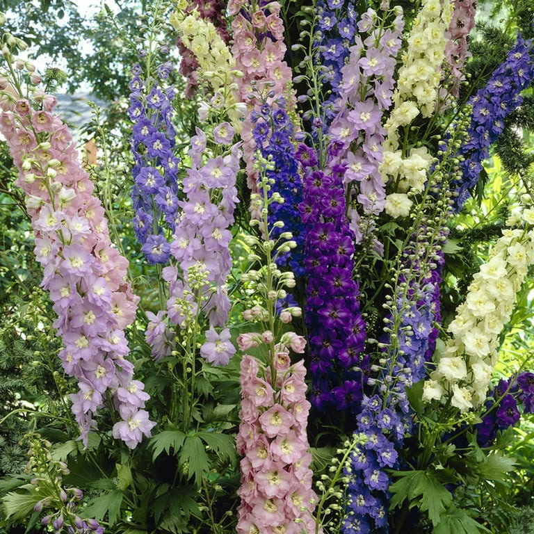 Van Zyverden Delphinium Giant Cottage Style Mixed 5 Plant Roots Multicolor Partial Sun Fragrant 1... | Walmart (US)