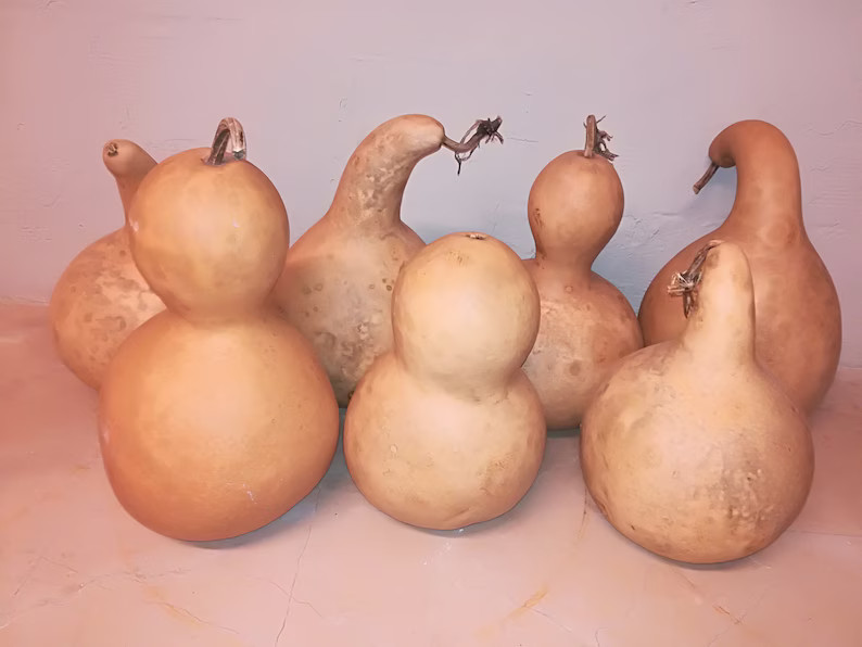 Dried Gourds, Vintage Dried Calabash, Old Dried Gourds, Bottle Gourd for Crafting,long Handle,hom... | Etsy (US)