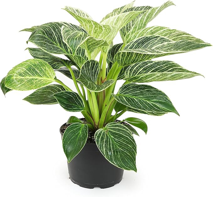 Birkin Philodendron in 6 Inch Pot for Indoor Plants Live Houseplants, Office Plants, Easy Plant G... | Amazon (US)