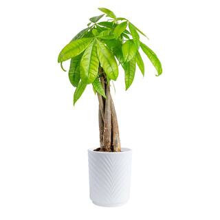 4 in. Money Tree Braid Plant in White Decor Planter, Avg. Shipping Height 16 in. Tall | The Home Depot