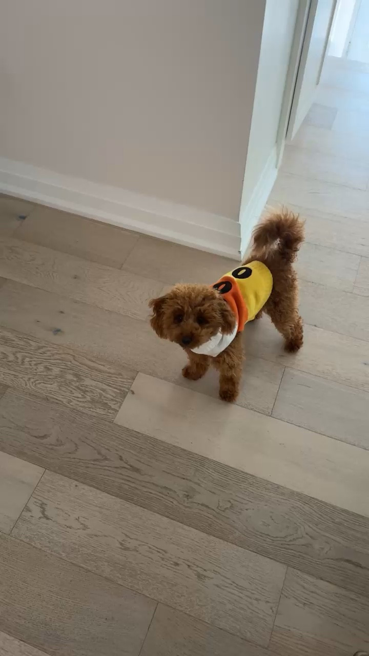 Halloween dog sweater 

#LTKFallSale #LTKSeasonal #LTKHalloween