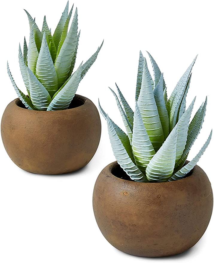 Serene Spaces Living Haworthia Zebra in Brown Pot, Perfect for Weddings and Home Décor, Real Loo... | Amazon (US)