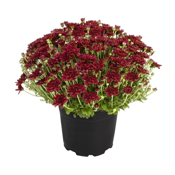 Expert Gardener 3QT Red Mum Live Plant | Walmart (US)