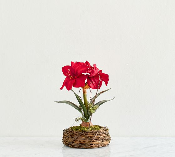 Faux Composed Amaryllis in Basket | Pottery Barn (US)