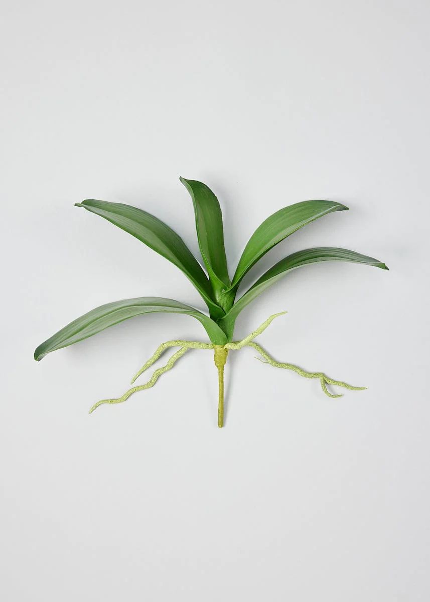 Green Phalaenopsis Leaves | Faux Orchid Leaf Plants at Afloral.com | Afloral