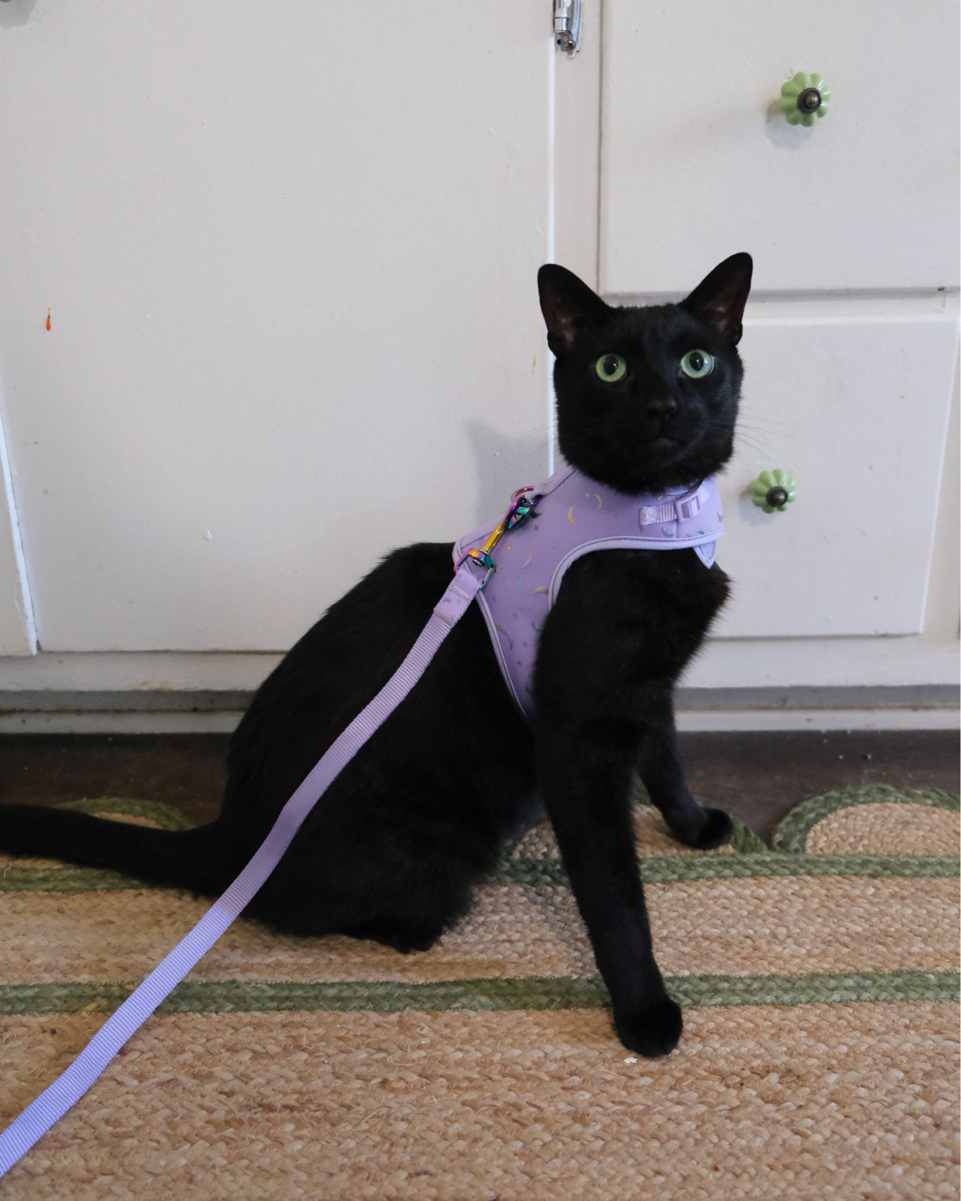 Beegee in his celestial harness 🦋✨

#LTKfindsunder100 #LTKhome