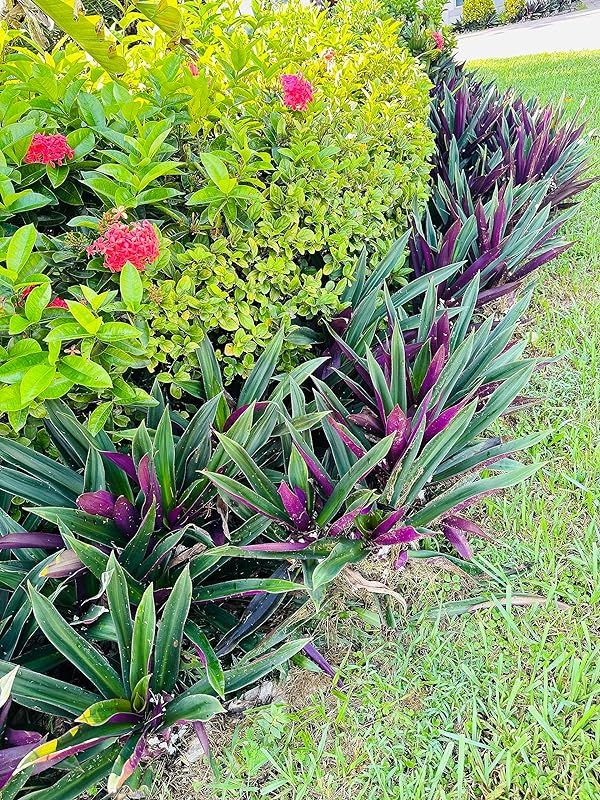 TWO Outdoor Live Plants- Oyster Plant Purple & Green - Grows to Medium Height Outdoor Plant- Youn... | Amazon (US)