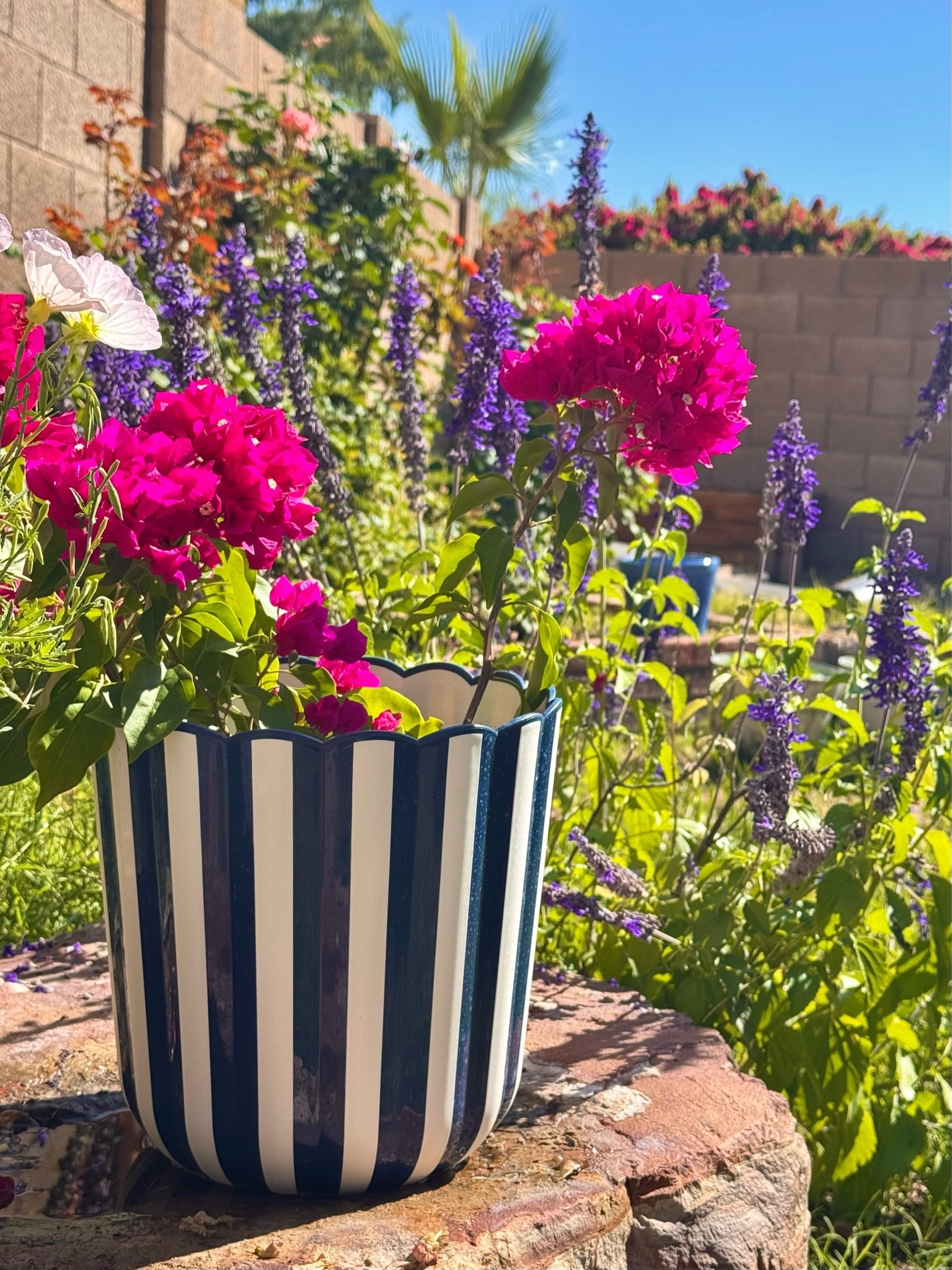 the sweetest little striped planter pot for my dwarf bougainvillea 🩷 this area has become my hummingbird food court featuring salvia, hibiscus, mexican primrose, bougainvillea & a couple hot sun loving roses 🌹

#LTKHome #LTKMothersDay