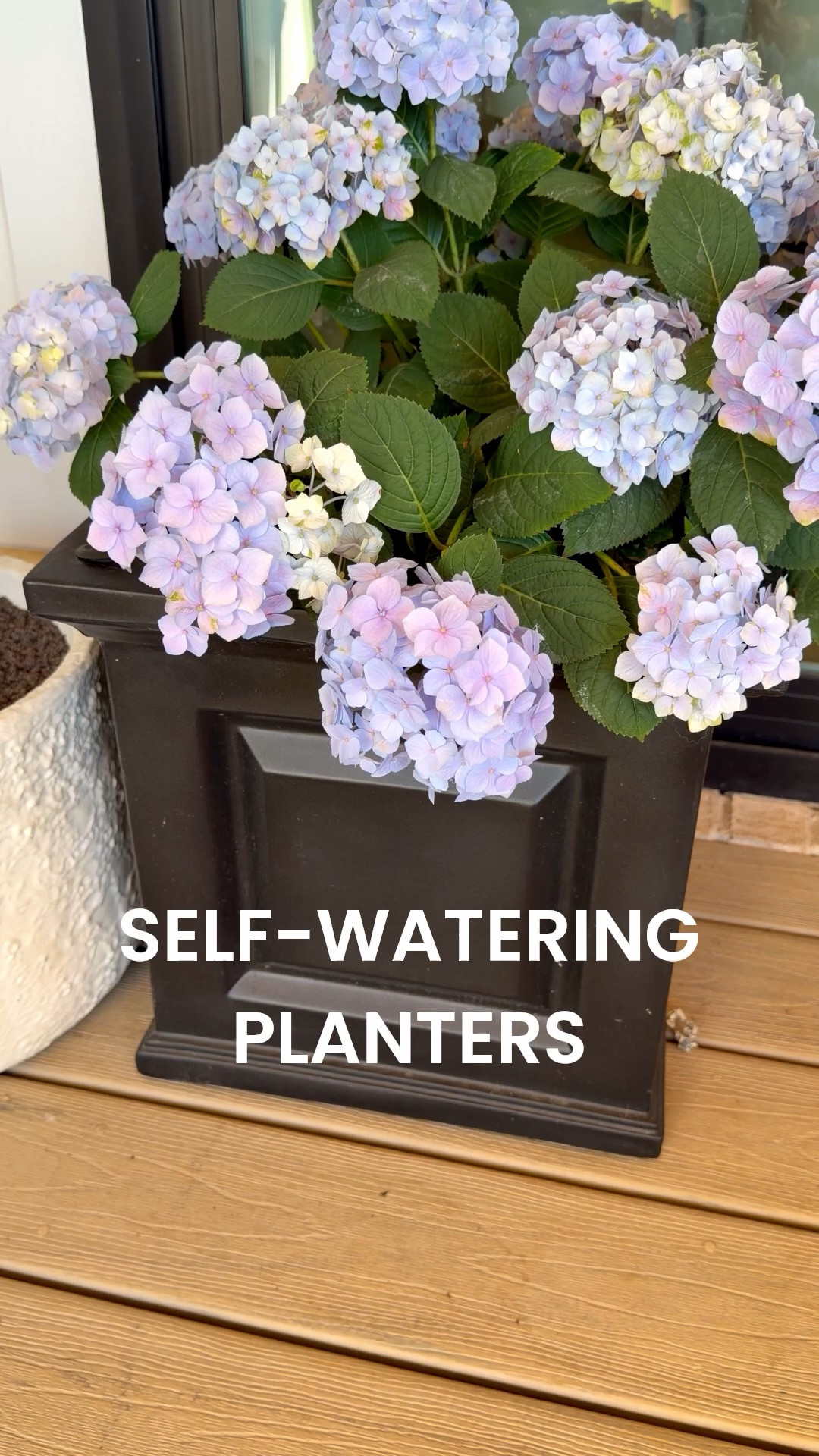 #Ad Grocery store hydrangeas look better in self-watering planters! I don't have a green thumb but have managed to keep these alive! 

Get up to 70% off during Wayfair's Memorial Day Clearance. Save up to 70% and get fast and free shipping over $35. 

@Wayfair #wayfairpartner #wayfair