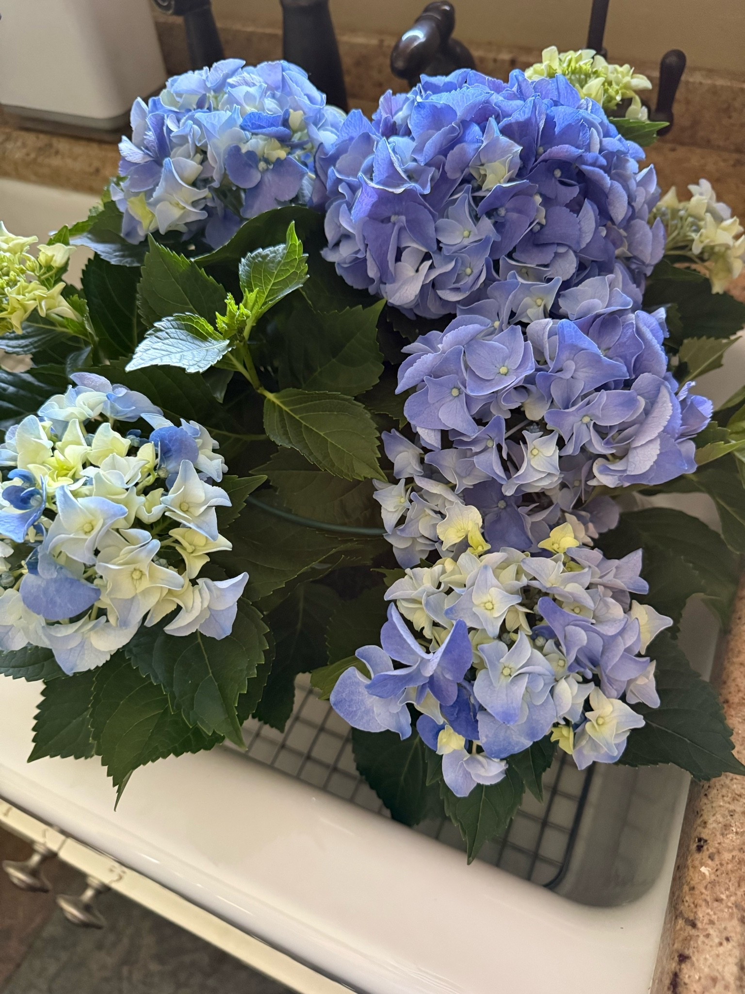 I’m loving this periwinkle hydrangea and will eventually move it outdoors once it’s done blooming. 🩷 They’re pretty easy to care for: make sure the soil is moist and fertilize a couple times a year.

#hydrangeas #summergarden #containergarden #periwinklehydrangea #bluehydrangea

#LTKSeasonal #LTKHome
