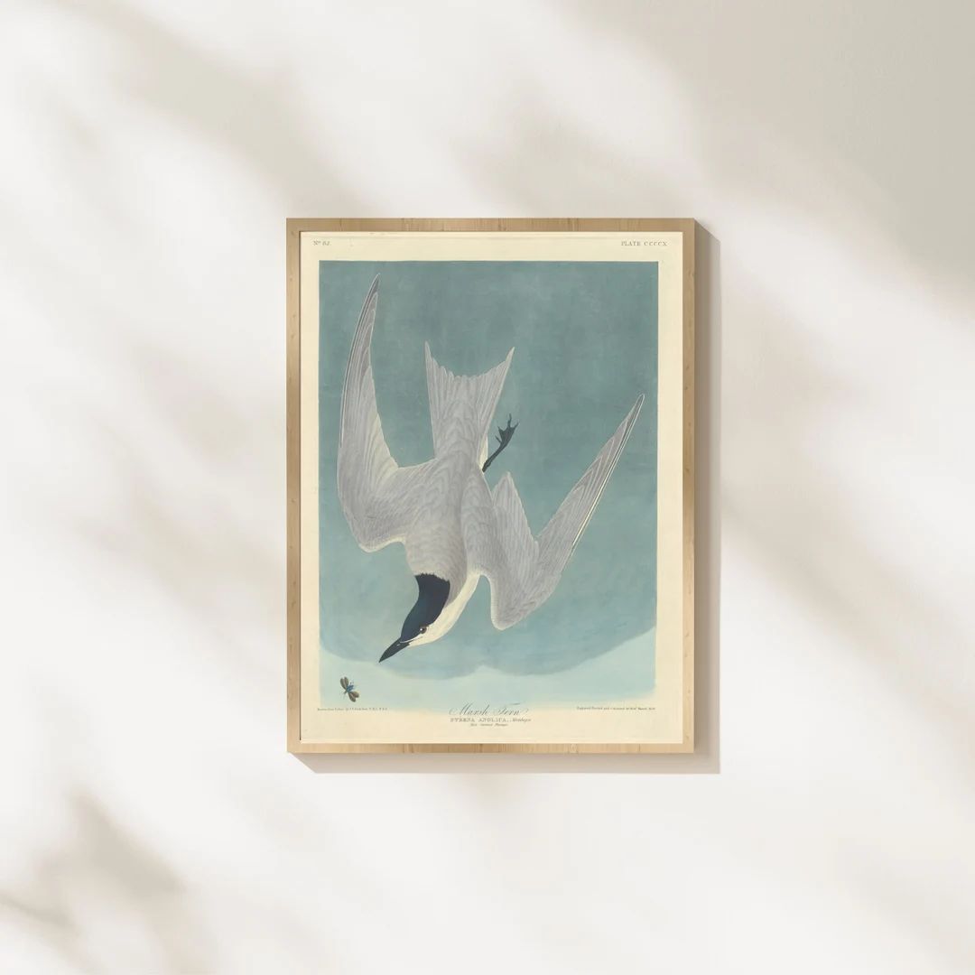 Bird Painting, Marsh Tern, James Audubon Painting, Printable Wall Art - Etsy | Etsy (US)