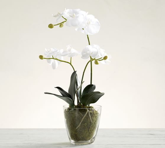 Faux Orchid in Glass Pot | Pottery Barn (US)