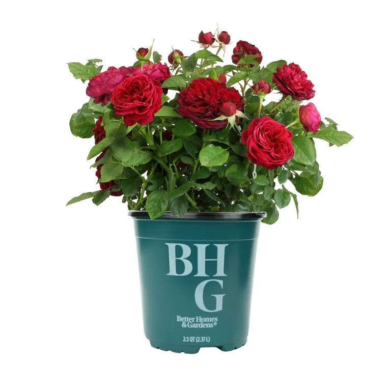 Better Homes & Gardens 1G Rose Ruby Sky Flowering Live Plants Full Sun | Walmart (US)