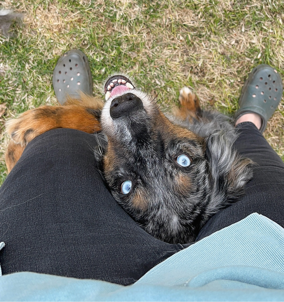 Is this not the cutest thing you’ve ever seen? 

#dogs #oldnavy #crocs 

#LTKhome #LTKfindsunder50 #LTKSeasonal
