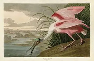 Roseate Spoonbill by John James Audubon Wildlife Bird Animal Nature Poster (Choose Size of Print) | Amazon (US)