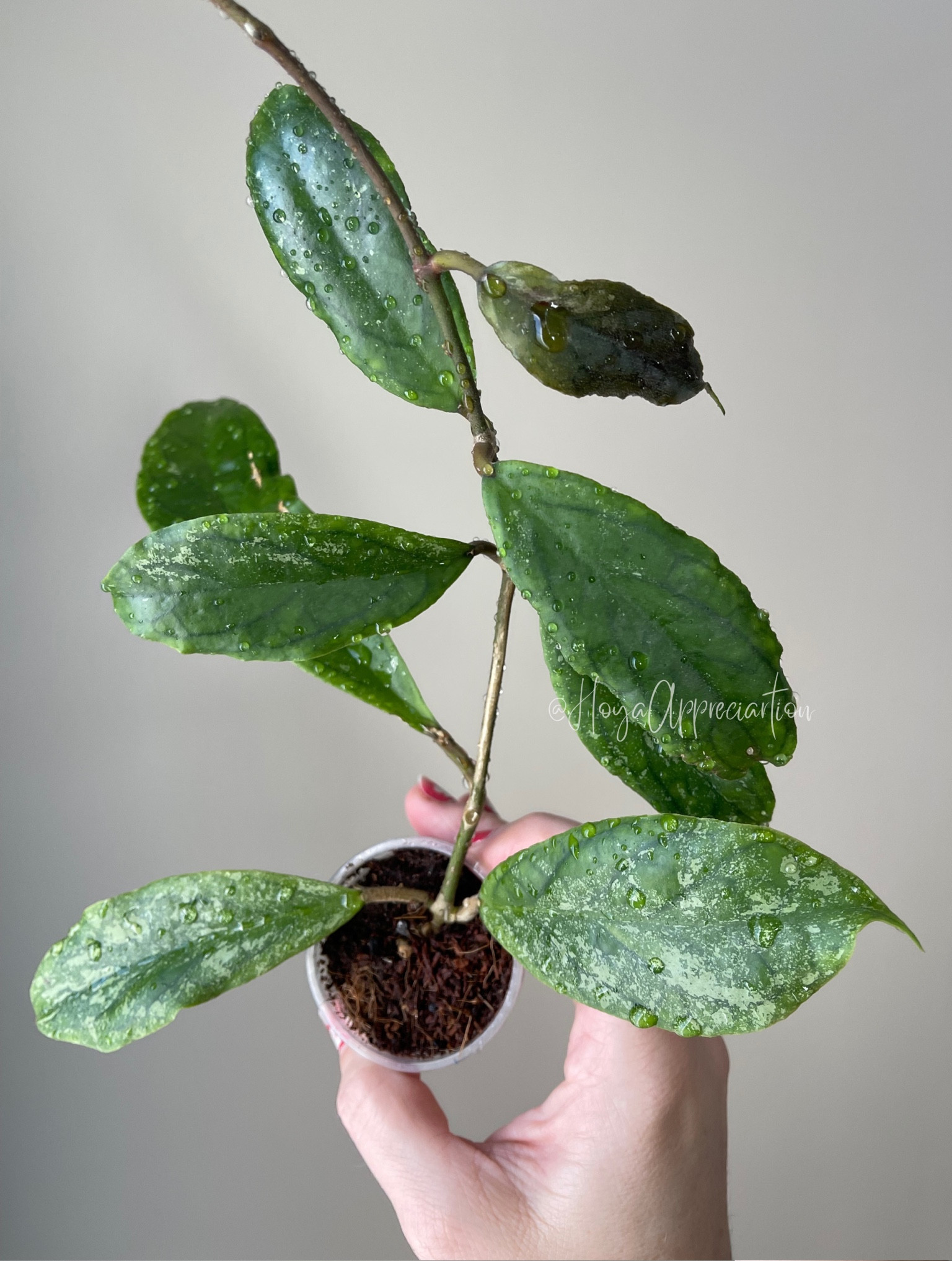 #hoyaranauensis was an early bloomer for me. But I keep rotting the roots and the I have to start the darn thing over. It’s not a difficult Hoya, just one I often forget about. I’m sure it will bloom again soon. It similar to all the flowers jn the Finlaysonii complex. 

Liz’s personal Experience only… 
🪴Light: under grow lights 
🪴Water: when dry
🪴Growing Medium: coco husks & perlite 
🪴Pot size: 3 oz cup
💩Fertilizer frequency: I use a nutrient diverse fertilizer that is perfect for Hoyas about every other watering while I’m seeing active growth. I stop if the plant is in dormancy. 💦 The fertilizer I use, contains macro & micronutrients, it’s the best I’ve found for Hoyas yet!🪴
🪴Rooting Method: in coco coir with myco Bliss



#LTKFindsUnder50 #LTKHome