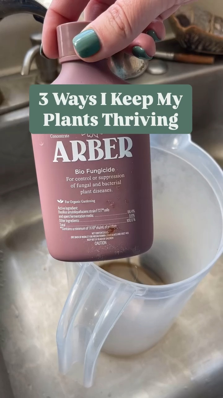 My watering day is all about prevention and growth—especially now that the resident outdoor plants are inside for the winter. 

I rotate between bio fungicide and bio protectant from @growarber and I add fertilizer and BTI drops for those pesky gnats. I use the BTI drops every watering and fertilize about every other watering in the winter and every time in the summer. 

🛒 You can find all my planty faves in my Amazon storefront (I do earn a small commission for each  purchase). If that isn’t your thing, you can also find these at local big box stores or local nurseries. 

🪴What’s your secret to thriving plants? Share in the comments ⬇️⬇️ 

•••••••••••••••••

It’s me, hi. I’m Jade! If you love your pets, plants, pottery, or thrifting, you’re in the right place. Follow along and join the journey! 

#PlantCareTips #GrowArber #plantlover #PlantWateringDay #WaterMyPlantsWithMe